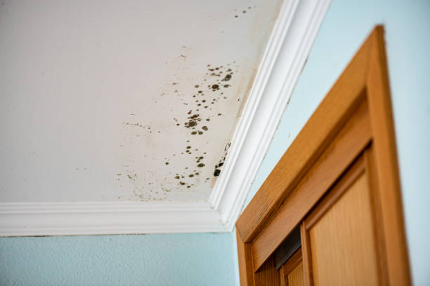 Best Post-Flood Mold Remediation in Sun Valley, PA