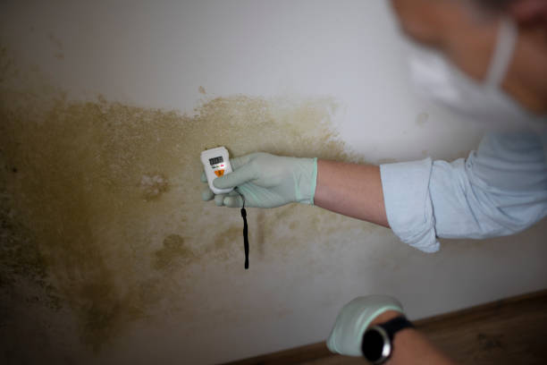 Best Mold Testing and Inspection Services in Sun Valley, PA